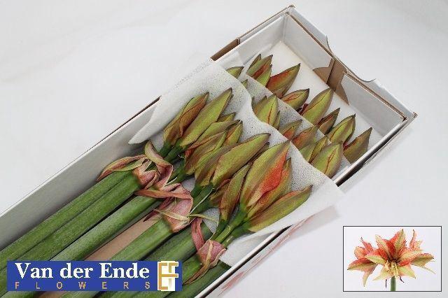 <h4>AMARYLLIS BENTLEY</h4>