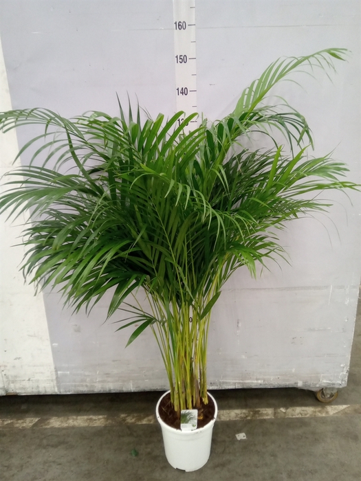 <h4>Dypsis lutescens   ...Chrysalidoca</h4>