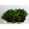 Ruscus Hypophyllum