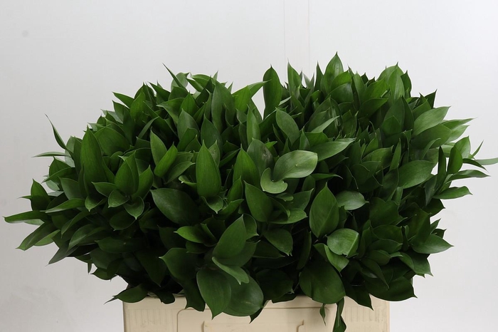 <h4>Ruscus Hypophyllum</h4>