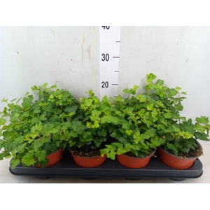 Hedera helix 'Wonder'