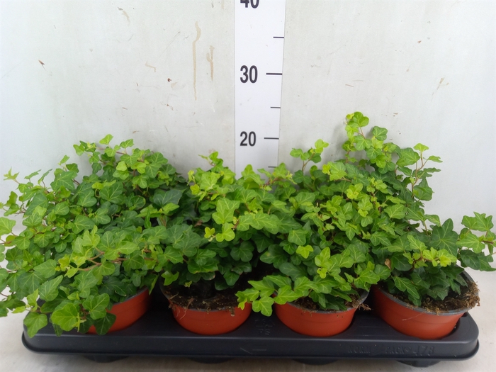 <h4>Hedera helix 'Wonder'</h4>