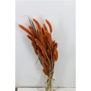 Dried Setaria Frosted Orange Bunch