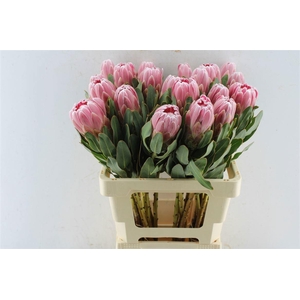 PROTEA CARNIVAL