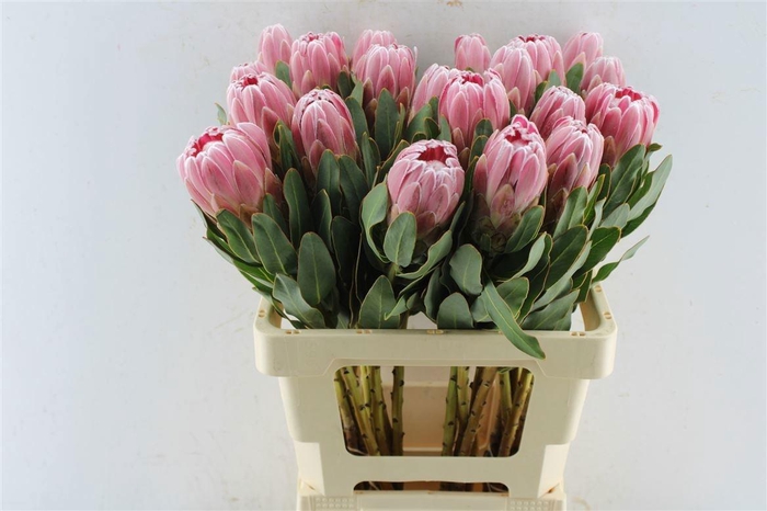 <h4>PROTEA CARNIVAL</h4>