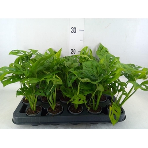 Monstera obliqua 'Monkey Mask'