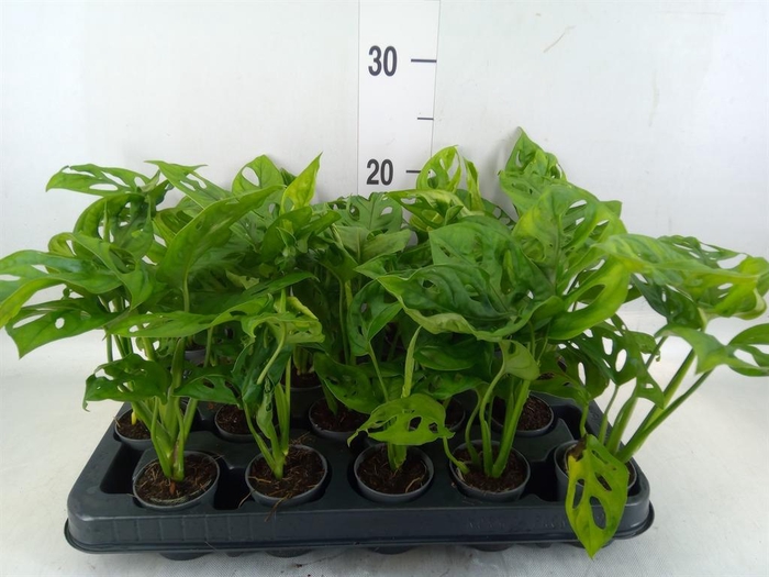 <h4>Monstera obliqua 'Monkey Mask'</h4>