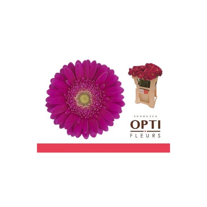 <h4>Ge Mi Airplay</h4>