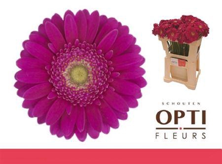 <h4>Ge Mi Airplay</h4>