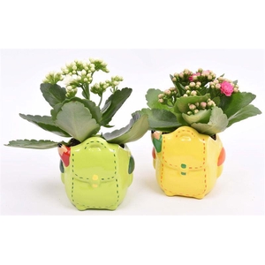 Keramiek pot ge/gr school mix 9cm