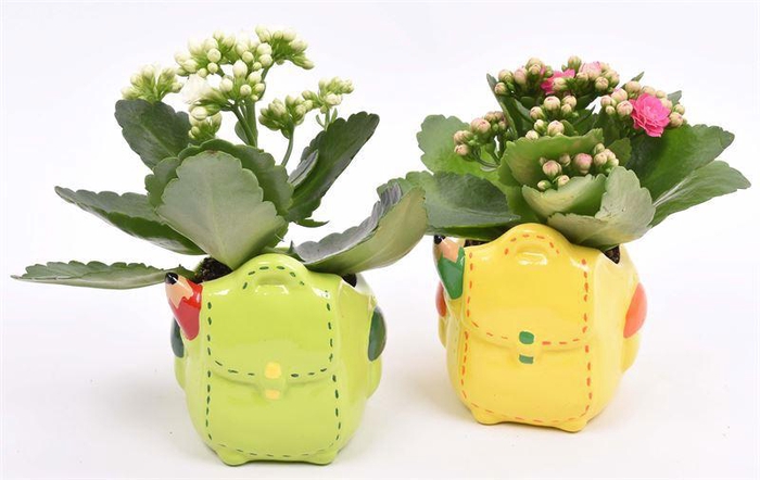 <h4>Keramiek pot ge/gr school mix 9cm</h4>