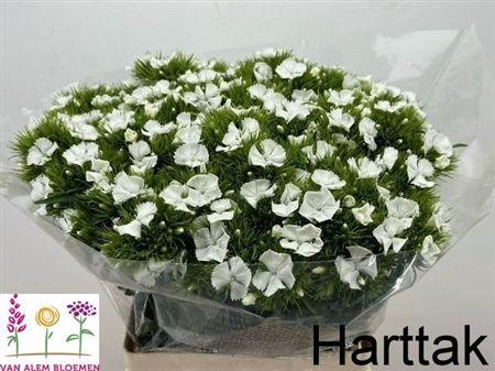 <h4>Di Barb S Will White</h4>