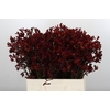 Anigozanthos Bush Ruby