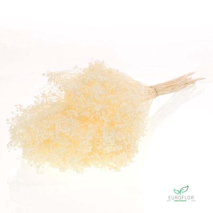 <h4>DRIED FLOWERS - BROOM BLOOM PRESERVED BLEACHED</h4>