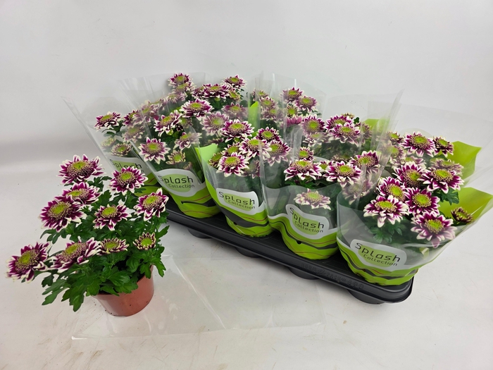 <h4>CHRYS SPLASH ROCKER</h4>