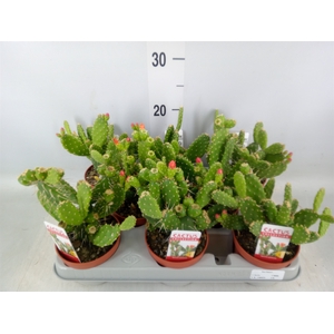 Opuntia