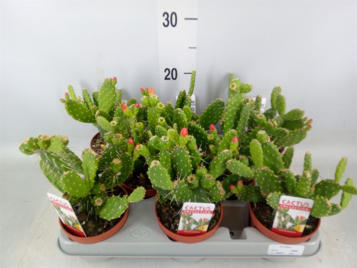 <h4>Opuntia</h4>