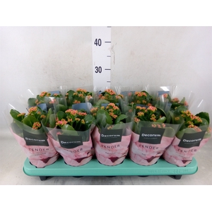 Kalanchoe blos. 'Serenity Pink'