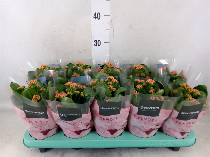 <h4>Kalanchoe blos. 'Serenity Pink'</h4>