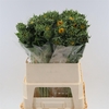 Helianthus Sunrich Provence