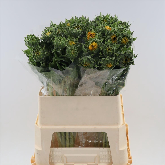<h4>Helianthus Sunrich Provence</h4>