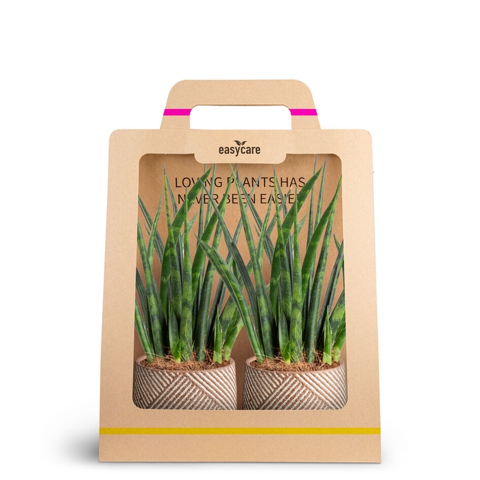 2-Pack Grove, Samurai