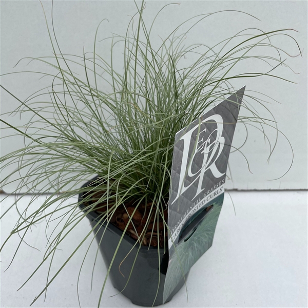 <h4>Graminées Carex 'Frosted Curls'</h4>