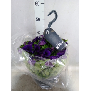 Petunia  'Surfinia'   ...