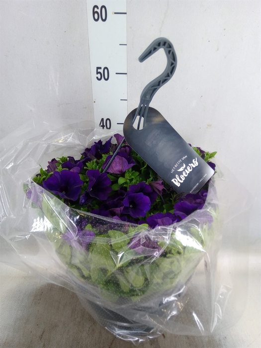 <h4>Petunia  'Surfinia'   ...</h4>