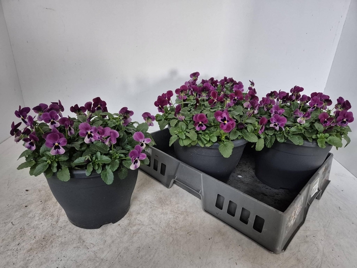 <h4>Vio Co Em Carmine</h4>