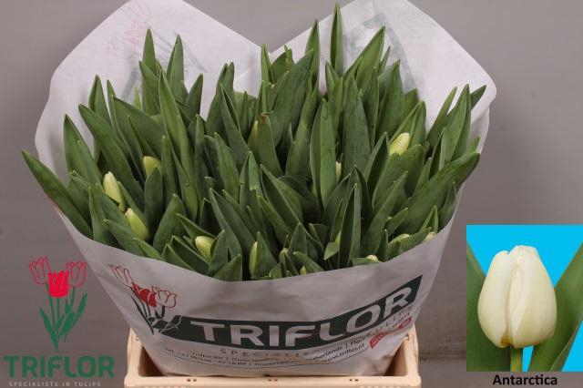 <h4>TU EN ANTARCTICA</h4>