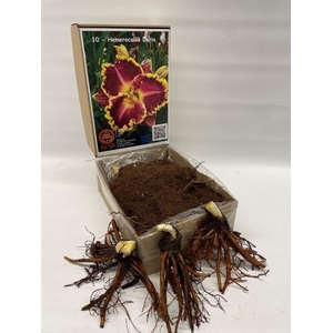 Flowerbulbs, corns or tubers   ...