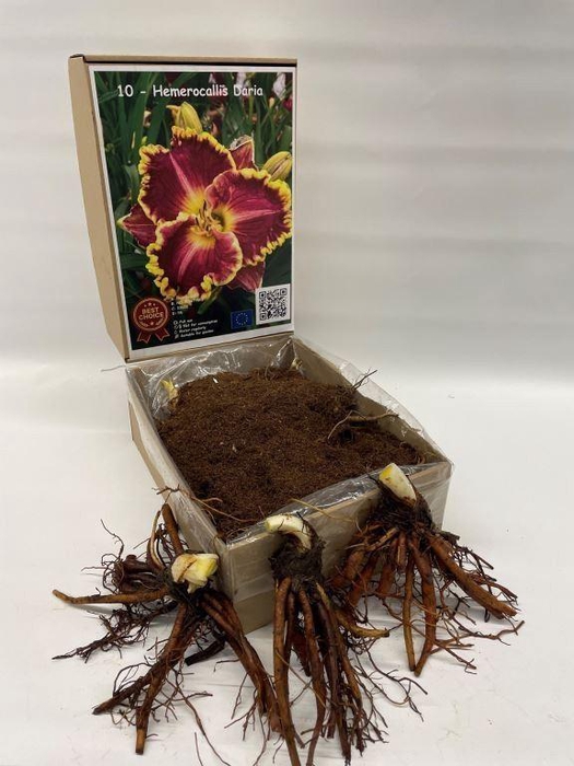 <h4>Flowerbulbs, corns or tubers   ...</h4>