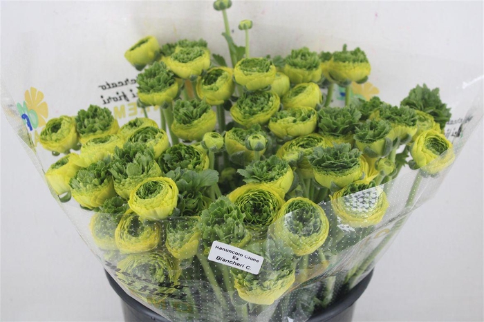 <h4>Ran Cloni Ex Lemon</h4>