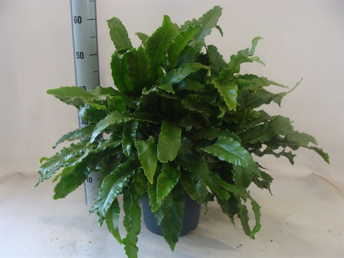 <h4>Asplenium   ...</h4>