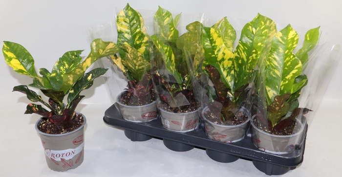 <h4>COD GR MAGNIFICENT</h4>