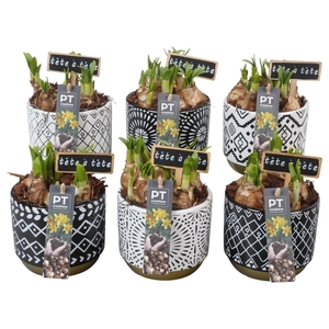 Arr.  Narcissus Tete Tete L%