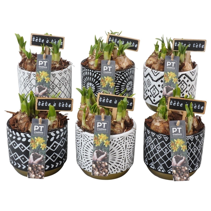 <h4>Arr. Narcissus Tete Tete L%</h4>