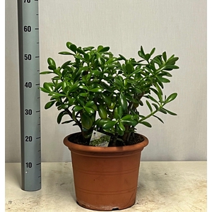 CRASS OVATA