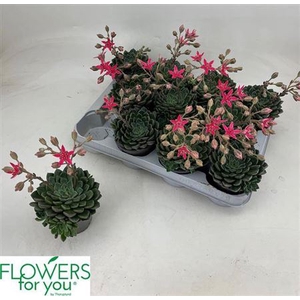 Graptopetalum tacitus