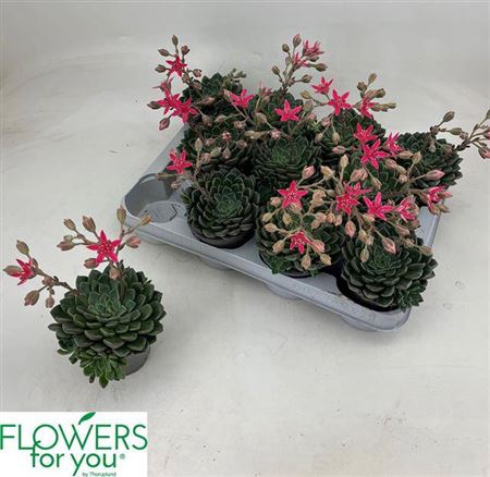 <h4>Graptopetalum tacitus</h4>
