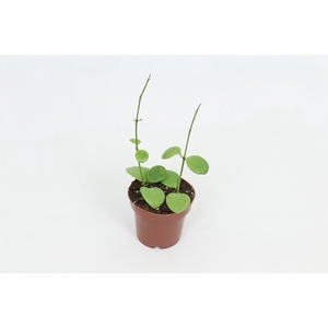 Hoya Kastbergii 12 cm
