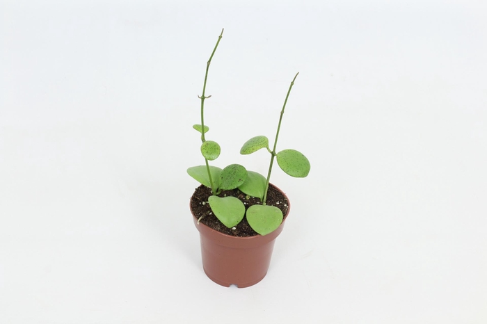 <h4>Hoya Kastbergii 12 cm</h4>