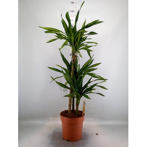 Dracaena frag. 'Riki'