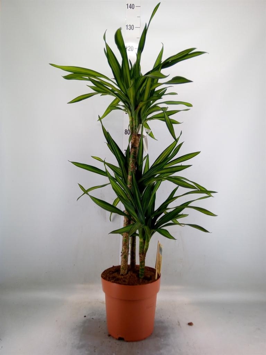 <h4>Dracaena frag. 'Riki'</h4>