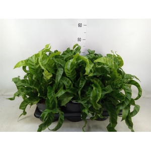 Asplenium antiquum 'Hurricane'