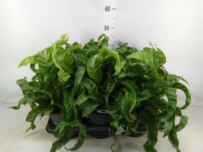 <h4>Asplenium antiquum 'Hurricane'</h4>