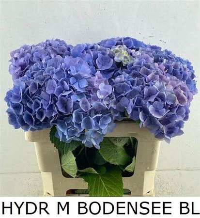 <h4>Hydr M Bodensee Bl</h4>