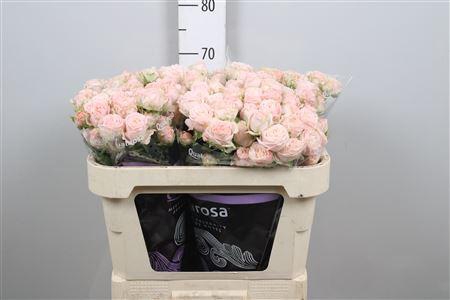 <h4>R Tr Bombastic</h4>