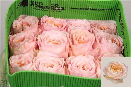 <h4>R Gr Tie Dye Ec</h4>